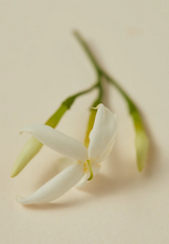 Load image into Gallery viewer, Scented Oil Perfume - Rumi