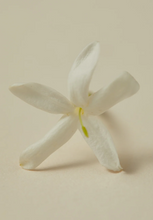 Load image into Gallery viewer, Scented Oil Perfume - Rumi