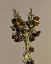 Load image into Gallery viewer, Boronia Hand Duo