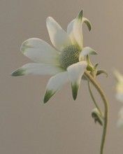 Load image into Gallery viewer, Flannel Flower Hand Balm