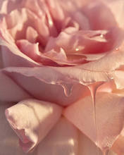 Load image into Gallery viewer, Wild Rosella Body Duo